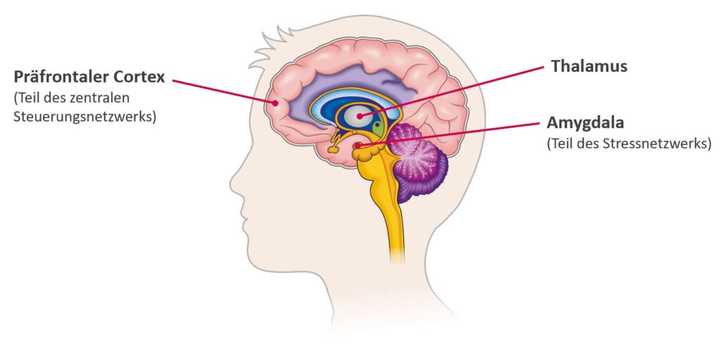 Emotionscoaching-Gehirn-Netzwerke